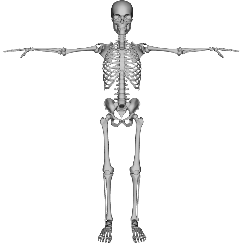 Skeleton  Transparent Picture