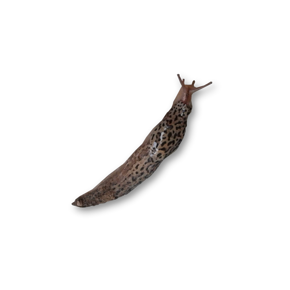Slug Transparent Image