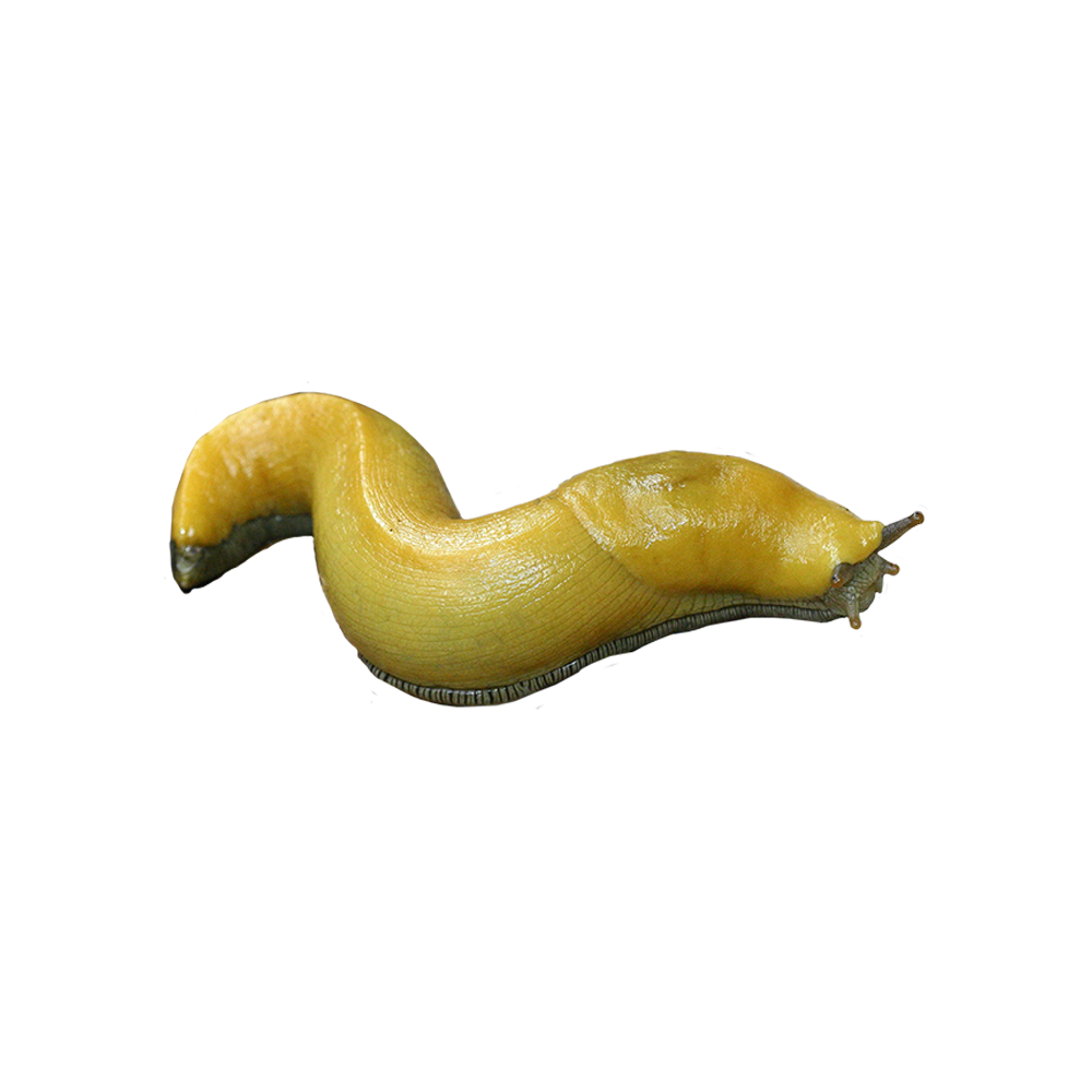 Slug Transparent Clipart