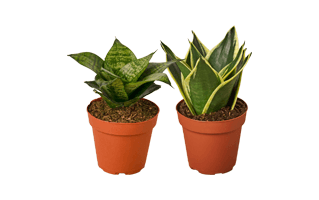 Snake Plant PNG
