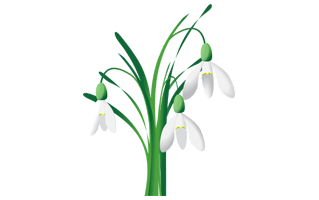 Snowdrop PNG