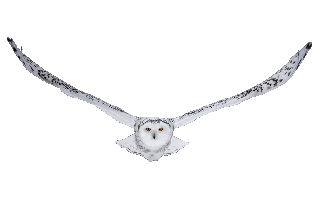 Snowy Owl PNG