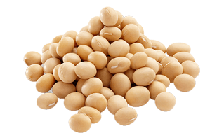 Soybeans PNG
