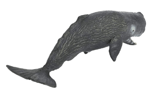 Sperm Whale PNG