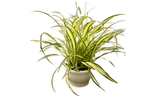 Spider Plant PNG