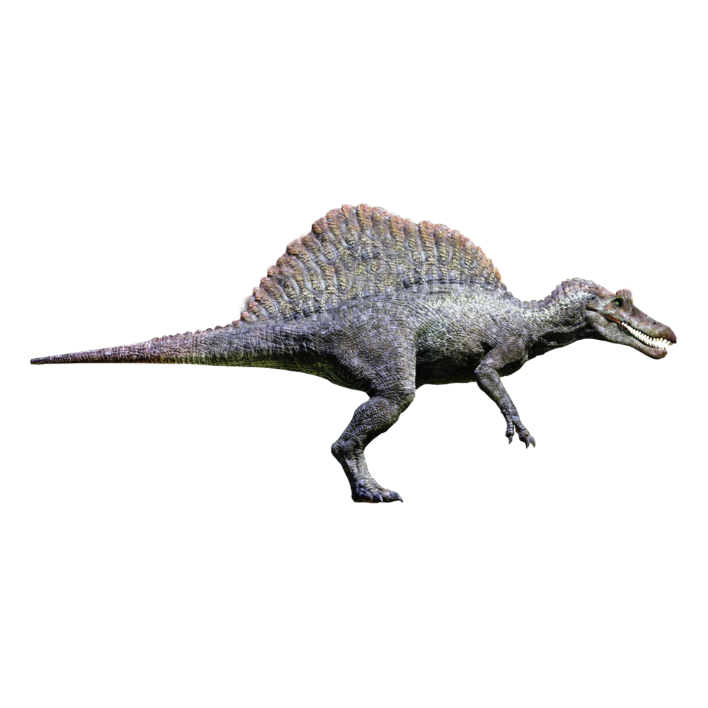 Spinosaurus  Transparent Clipart
