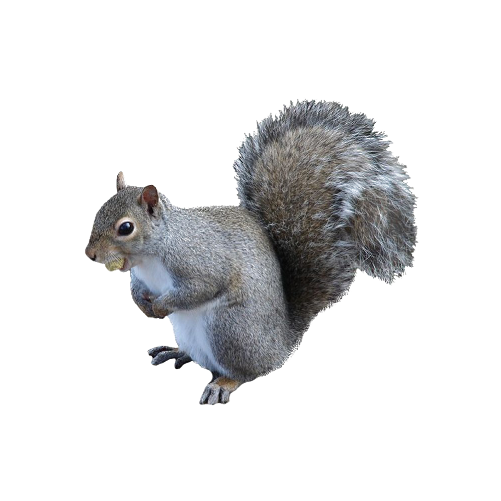 Squirrel Transparent Image