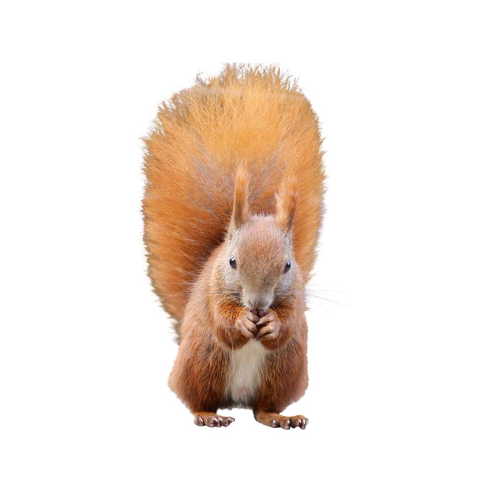 Squirrel Transparent Clipart