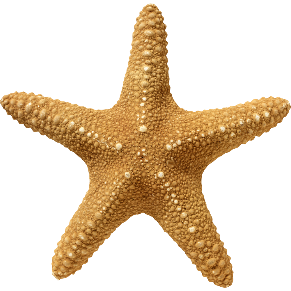 Starfish Transparent Photo