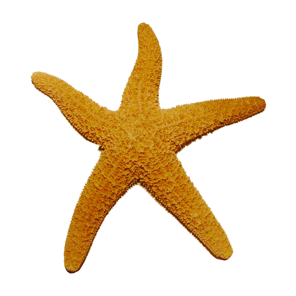 Starfish Transparent Picture