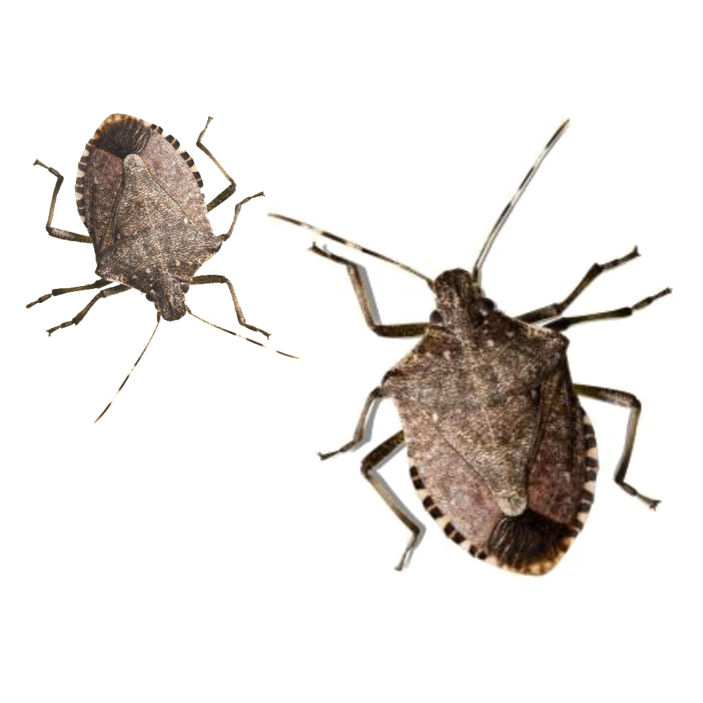 Stink Bugs Transparent Picture
