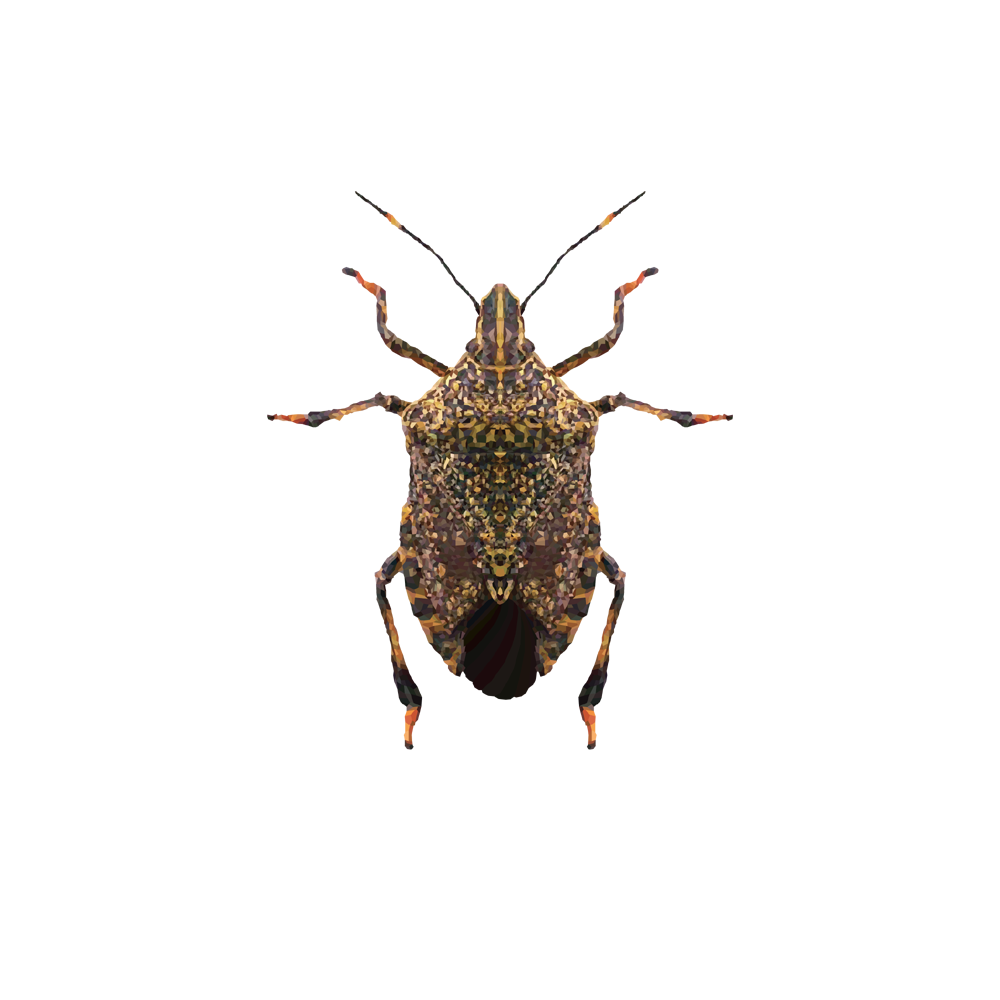 Stink Bugs Transparent Gallery
