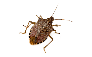 Stink Bugs PNG