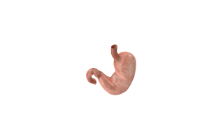 Stomach PNG
