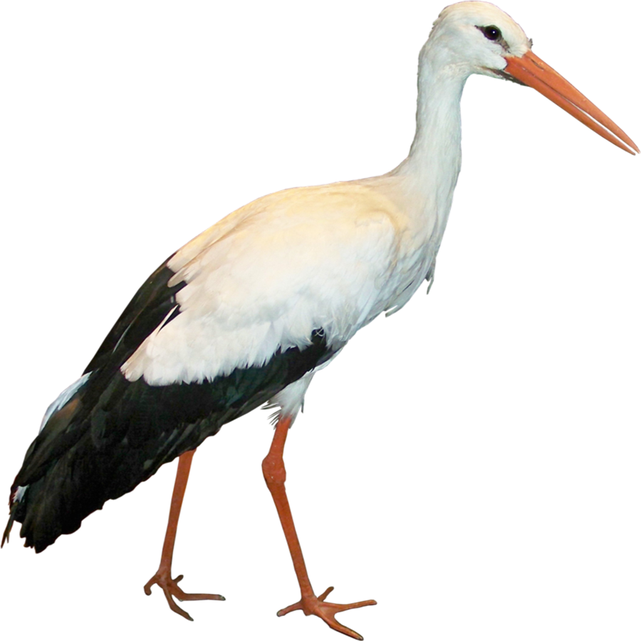 Stork Transparent Photo