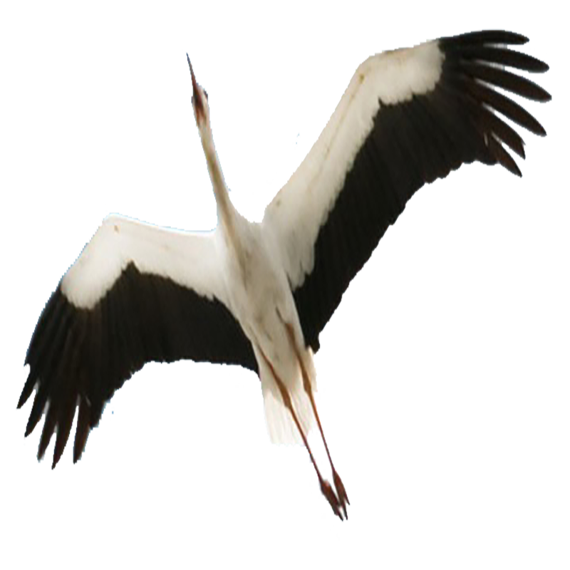Stork Transparent Clipart