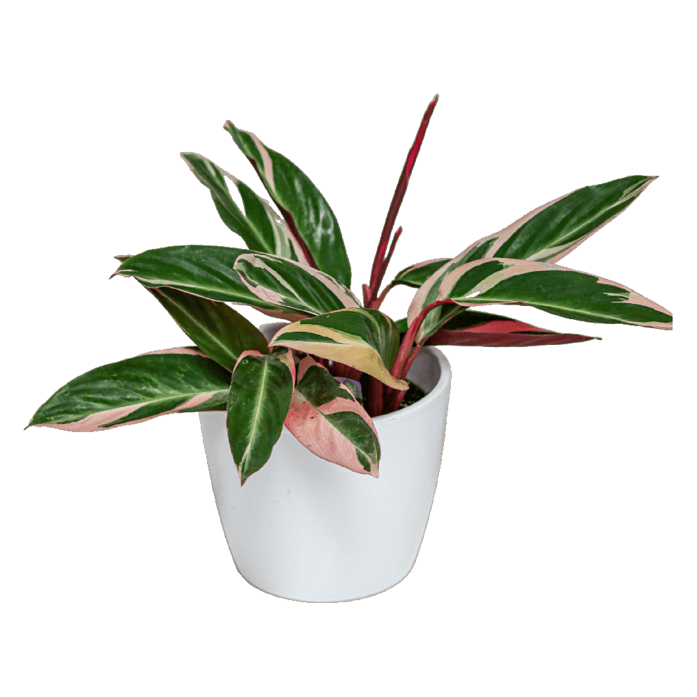 Stromanthe Triostar Plant  Transparent Image