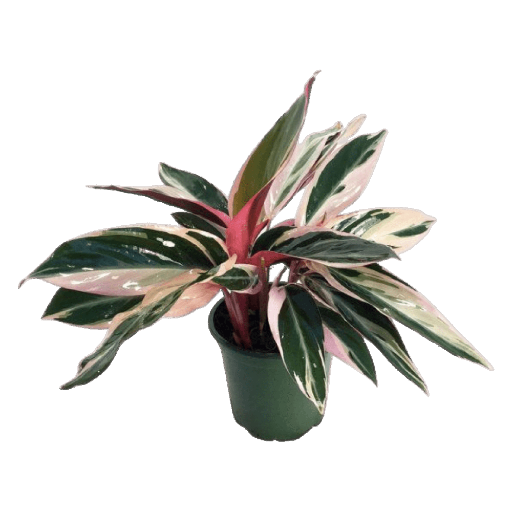 Stromanthe Triostar Plant  Transparent Photo