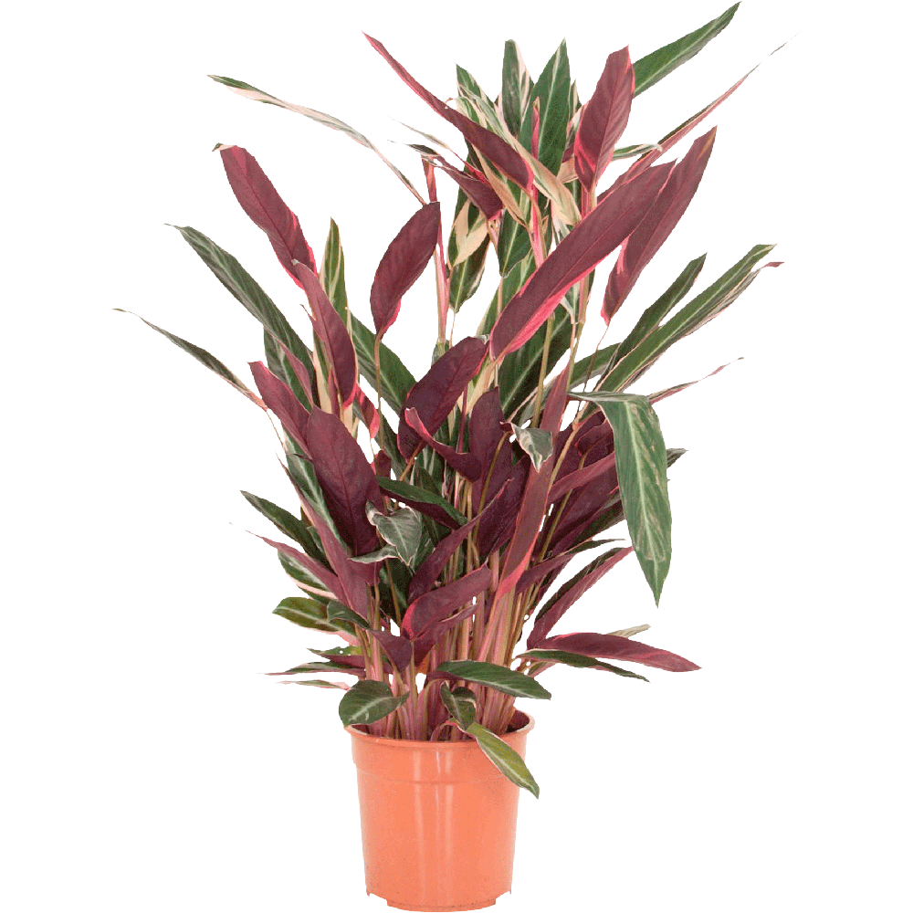 Stromanthe Triostar Plant Transparent Picture
