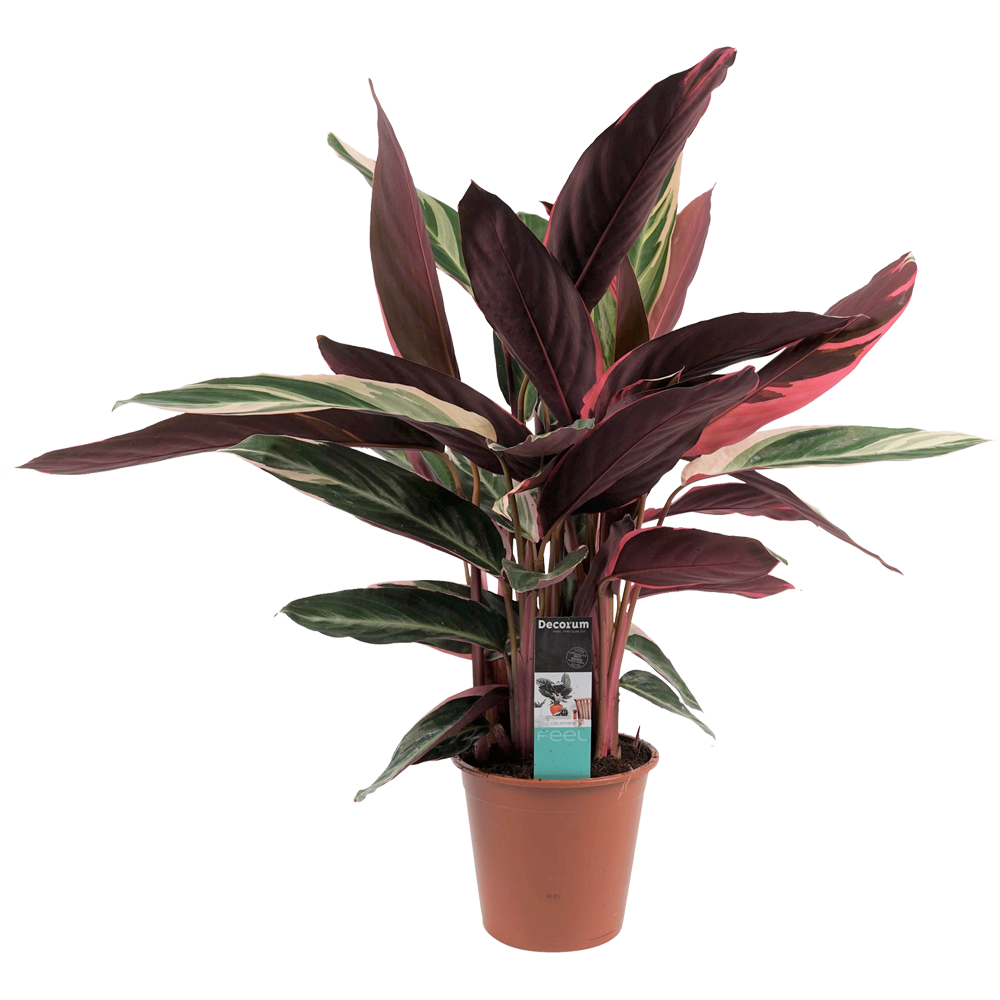 Stromanthe Triostar Plant  Transparent Clipart