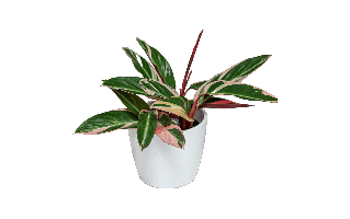 Stromanthe Triostar Plant PNG