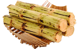 Sugar Cane PNG