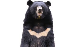 Sun Bear PNG