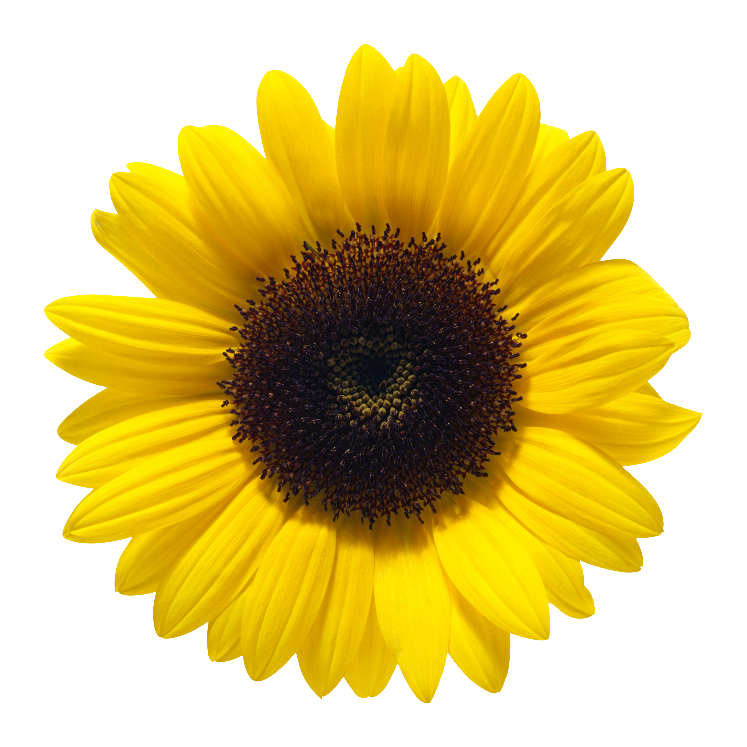Sunflower Transparent Picture