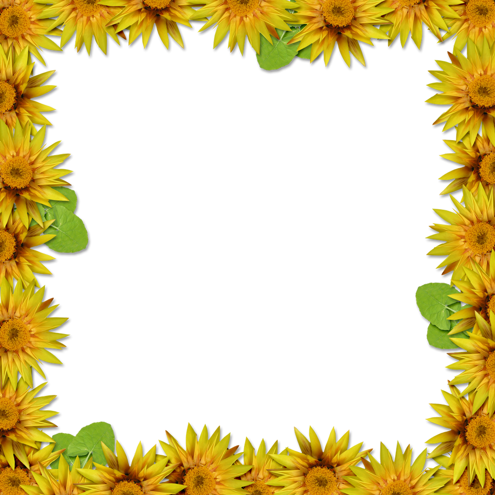 Sunflower Frame Transparent Photo
