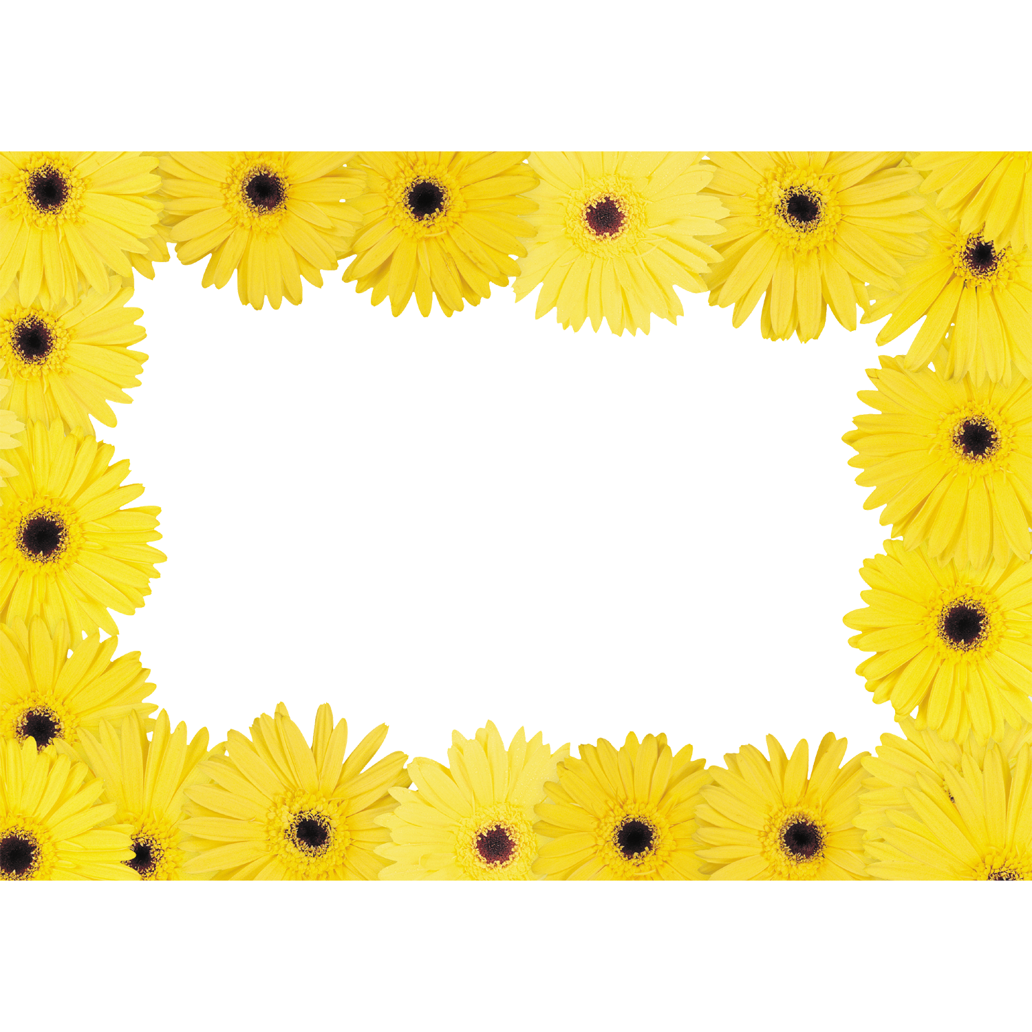 Sunflower Frame Transparent Picture