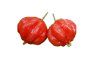 Surinam Cherry PNG