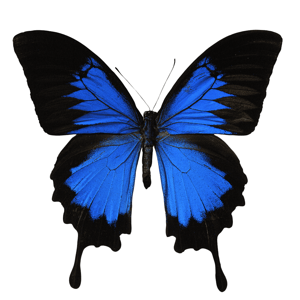 Swallowtail Butterfly  Transparent Clipart