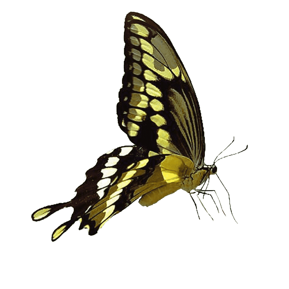 Swallowtail Butterfly  Transparent Gallery
