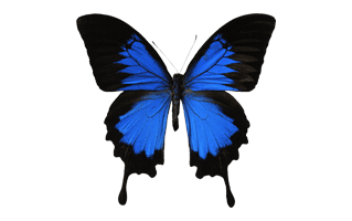 Swallowtail Butterfly PNG