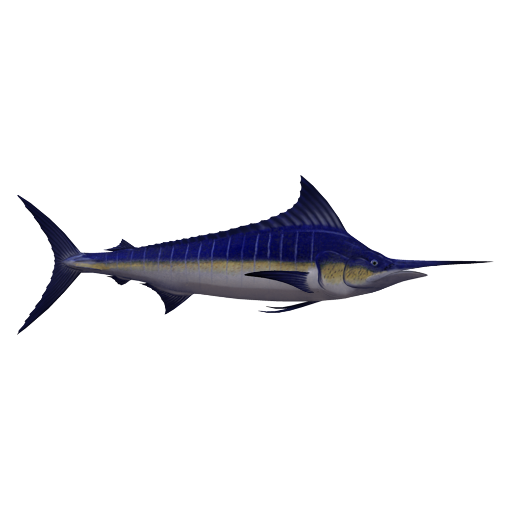 Swordfish Transparent Photo