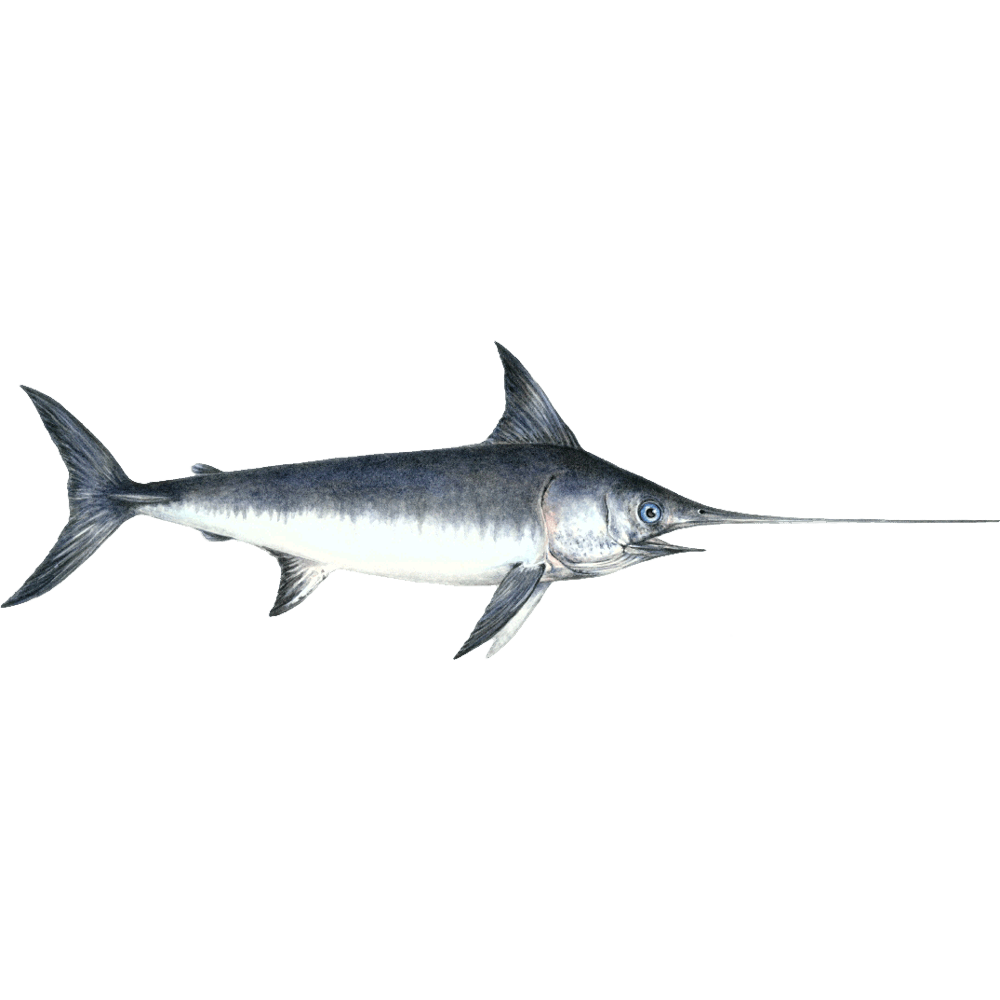 Swordfish Transparent Picture
