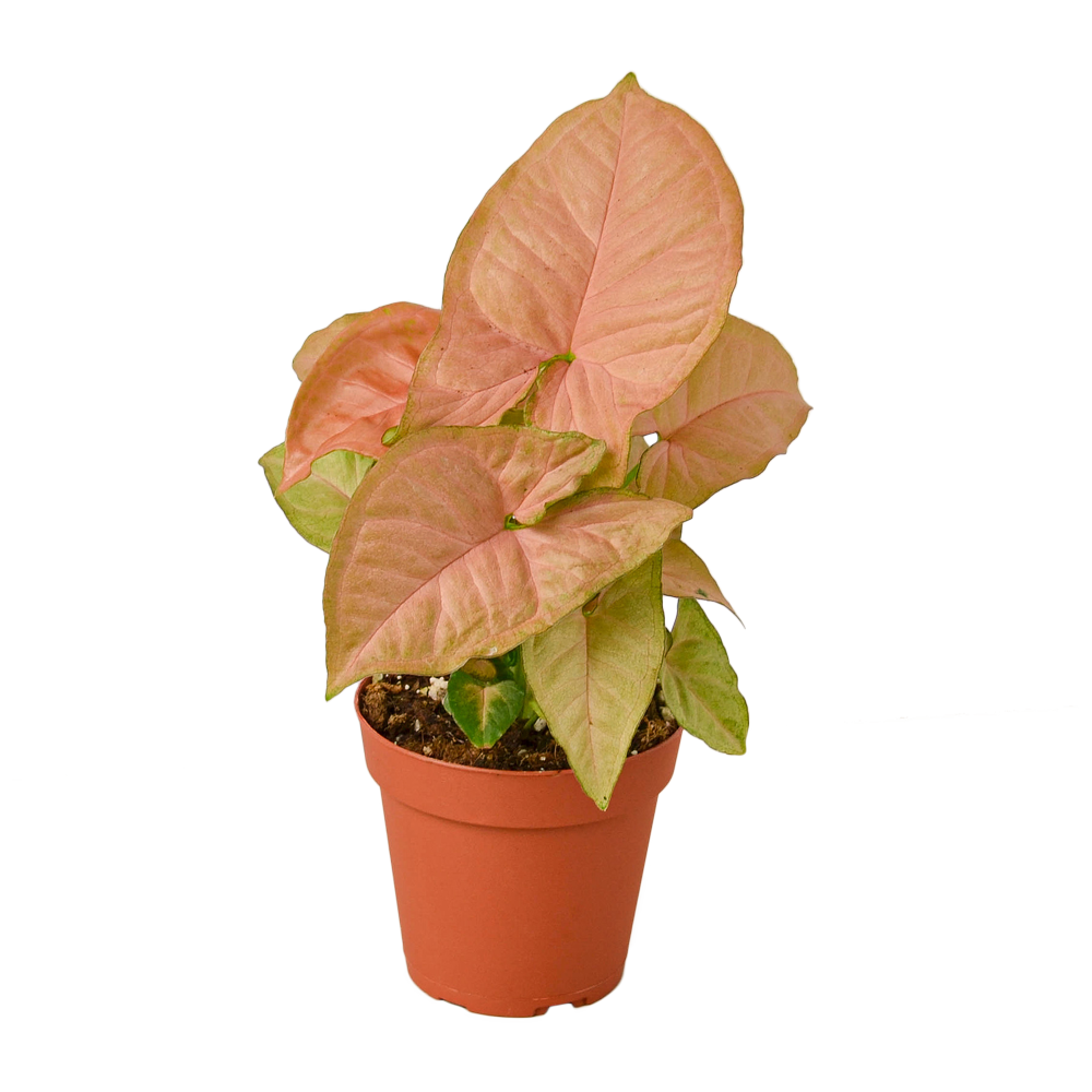 Syngonium Pink Plant  Transparent Image