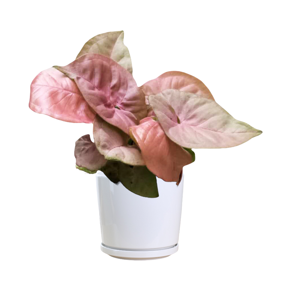 Syngonium Pink Plant  Transparent Photo