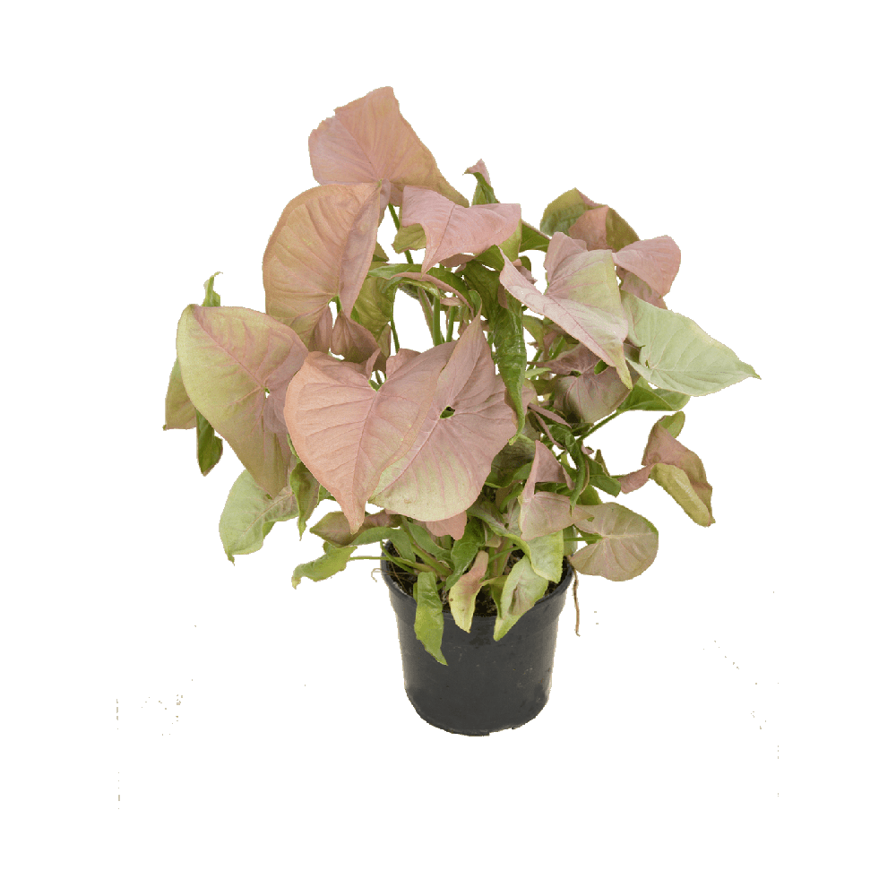 Syngonium Pink Plant Transparent Picture