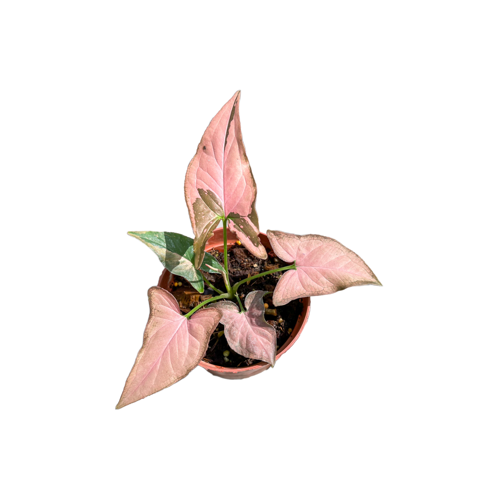 Syngonium Pink Plant  Transparent Gallery