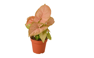 Syngonium Pink Plant PNG