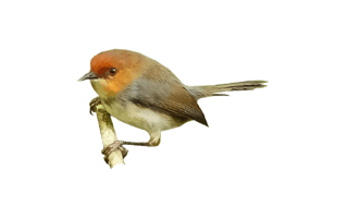 Tailorbird PNG