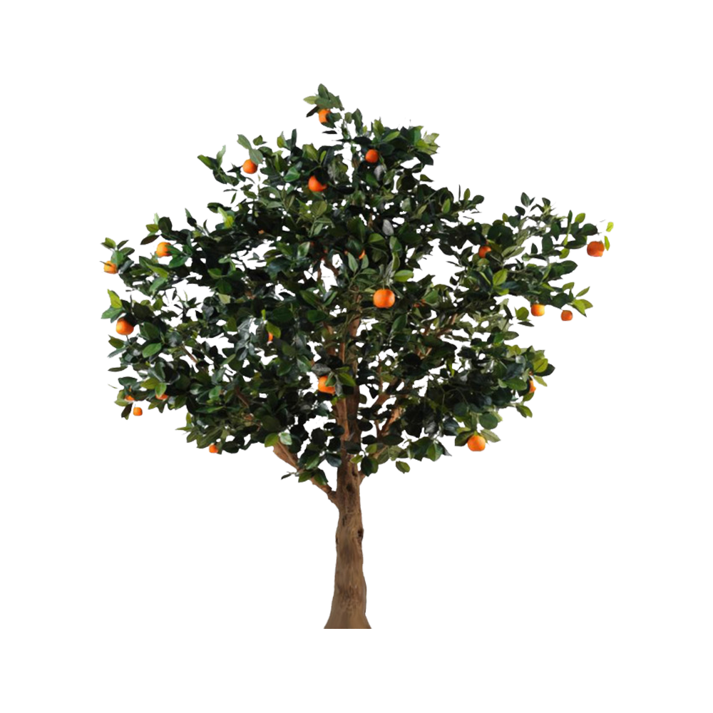 Tangerine Tree Transparent Picture