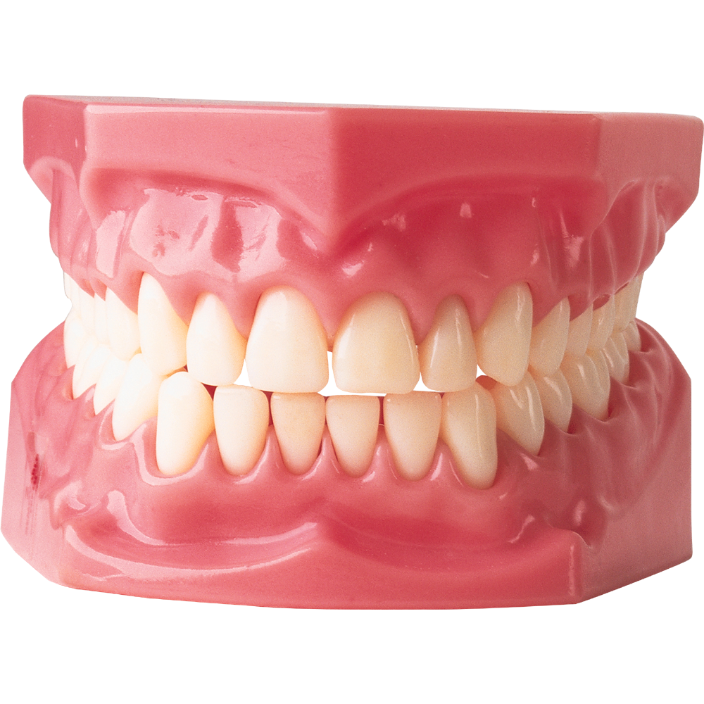 Teeth  Transparent Clipart