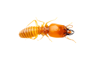 Termite PNG