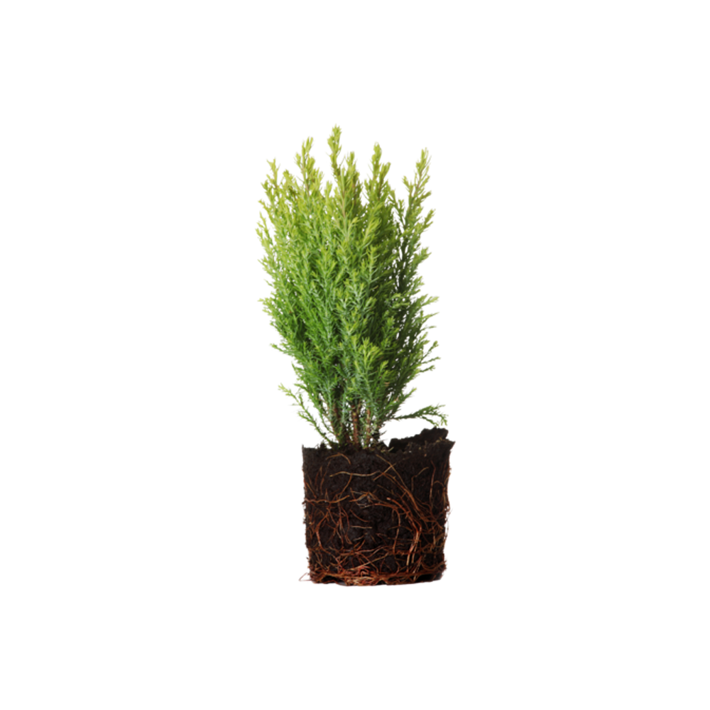 Thuja Plant Transparent Picture