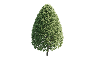 Thuja Plant PNG