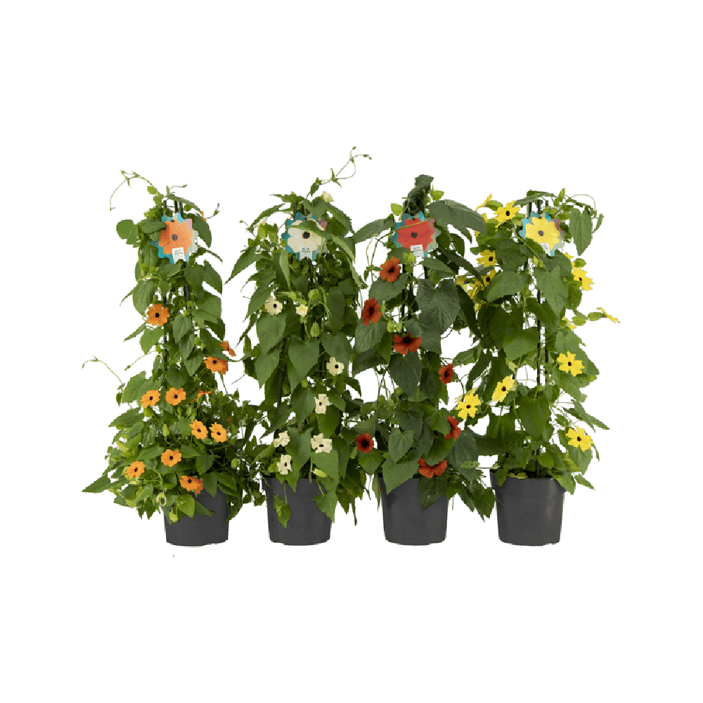 Thunbergia Plant Transparent Picture