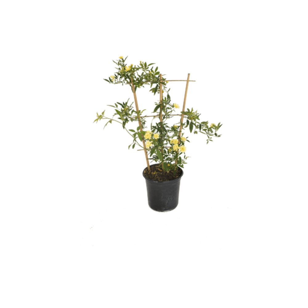 Thunbergia Plant  Transparent Clipart