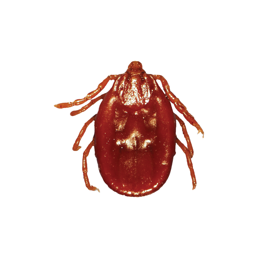 Tick Insect Transparent Image